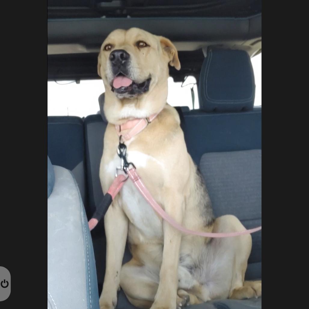 Enlarge Relay, a Adoptable mixed breed in Hagerstown, MD image 5/6