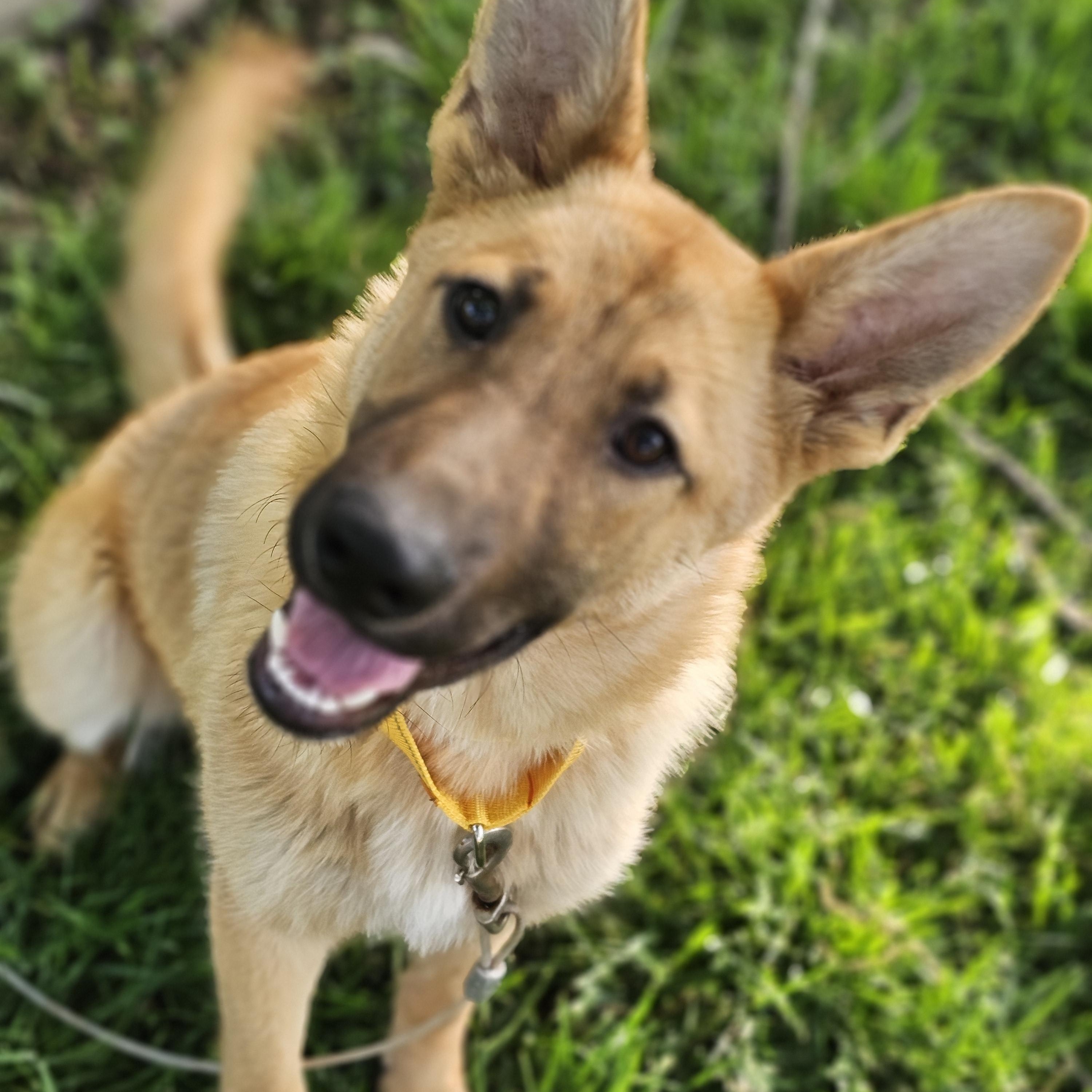 Enlarge Sunflower Springfield , a Adoptable mixed breed in Springfield , IL image 4/6
