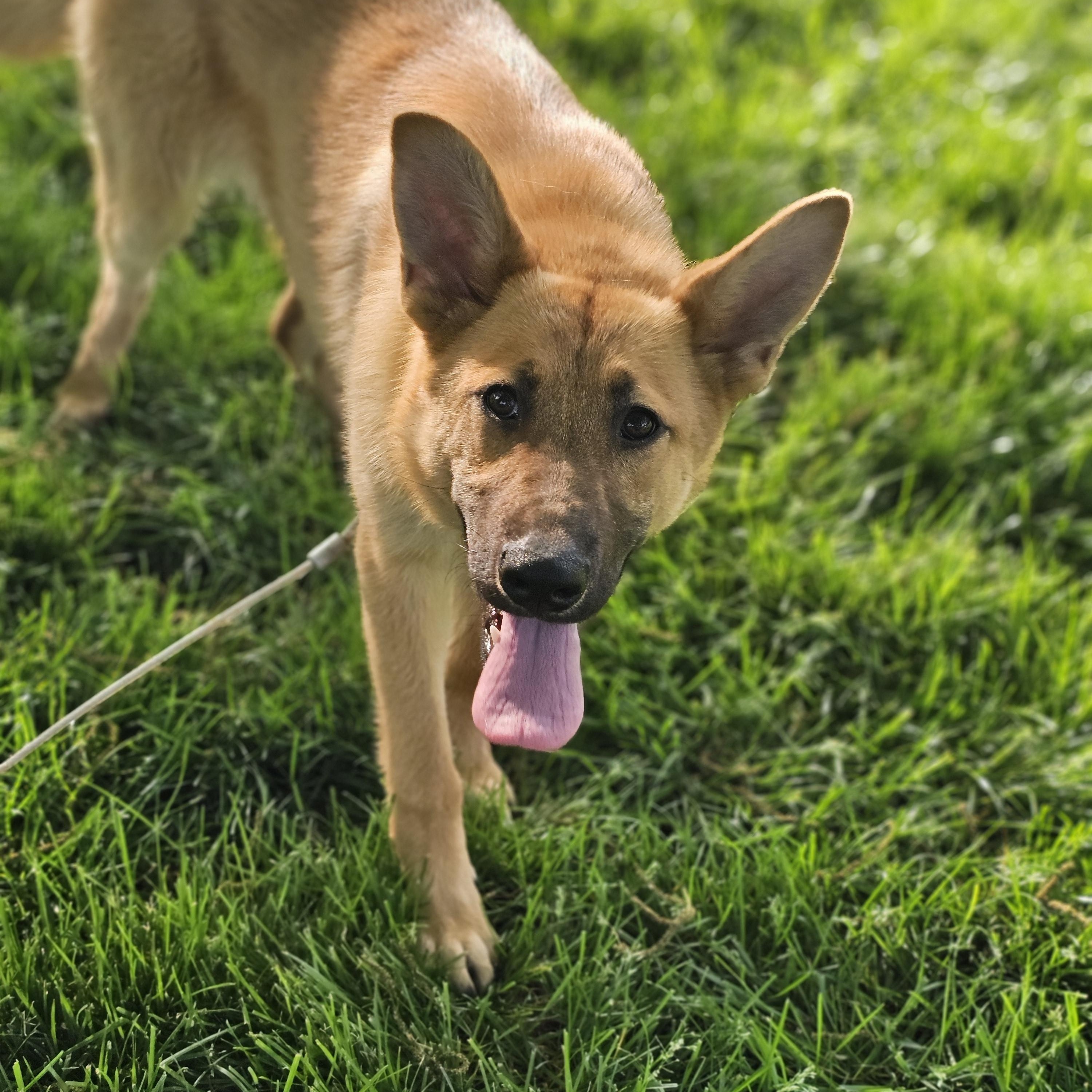 Enlarge Sunflower Springfield , a Adoptable mixed breed in Springfield , IL image 6/6