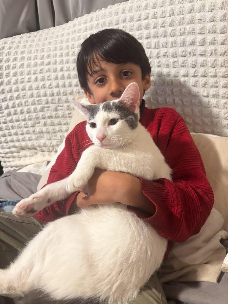 Enlarge Emir, a Adoptable Turkish Van in Monrovia, CA image 1/3