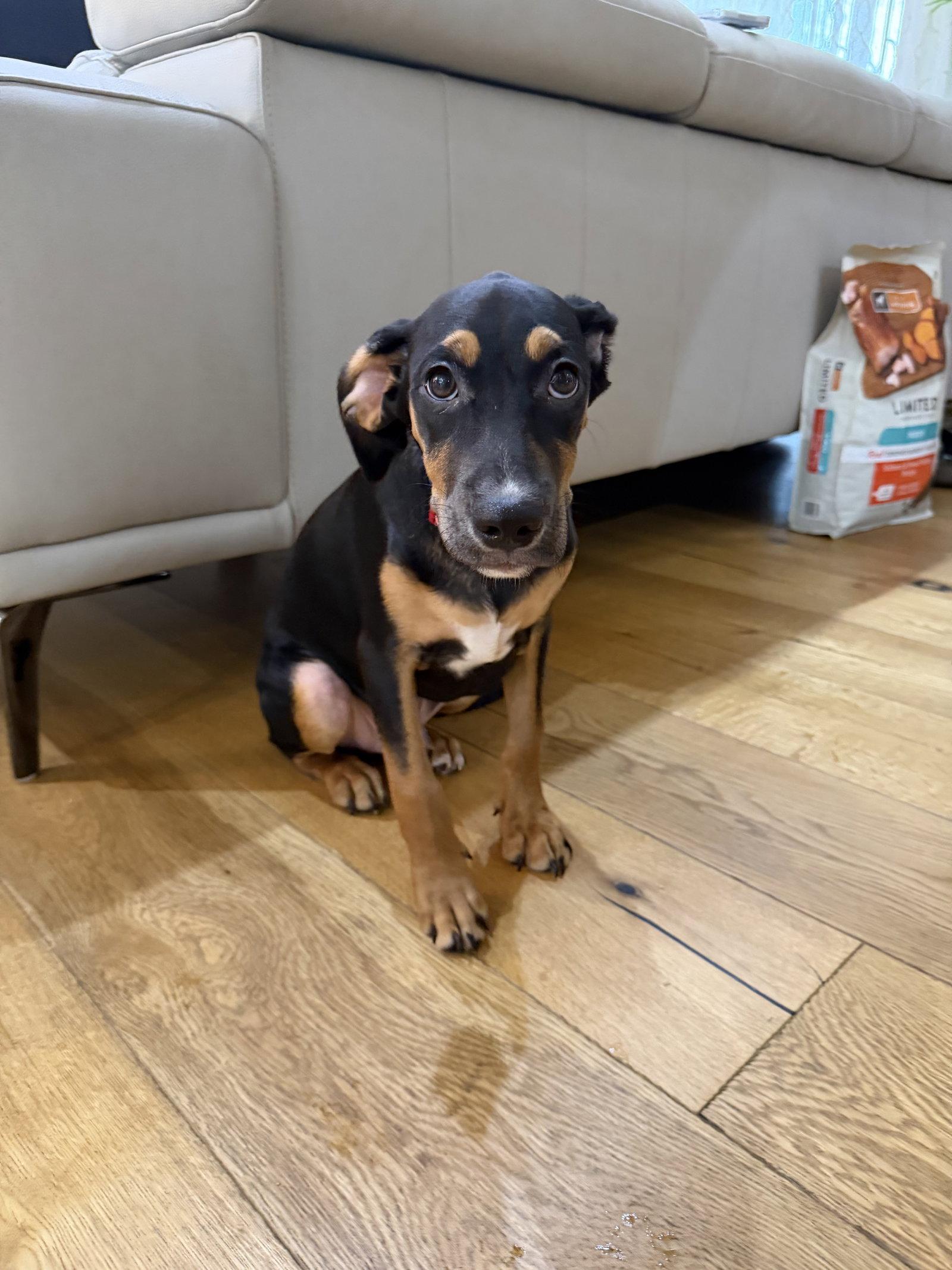 Enlarge Toby, a Adoptable Beagle in Fullerton, CA image 2/3