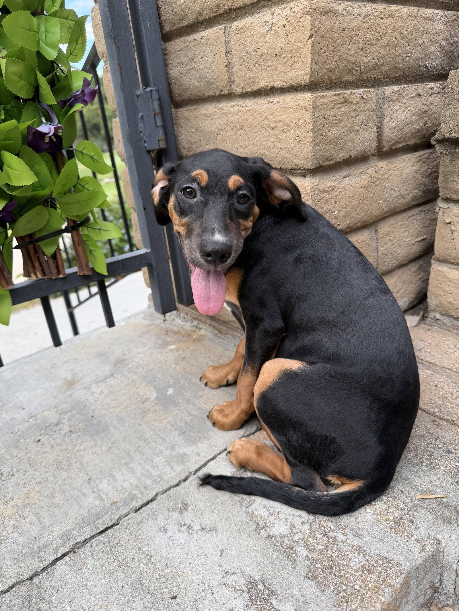 Enlarge Toby, a Adoptable Beagle in Fullerton, CA image 3/3