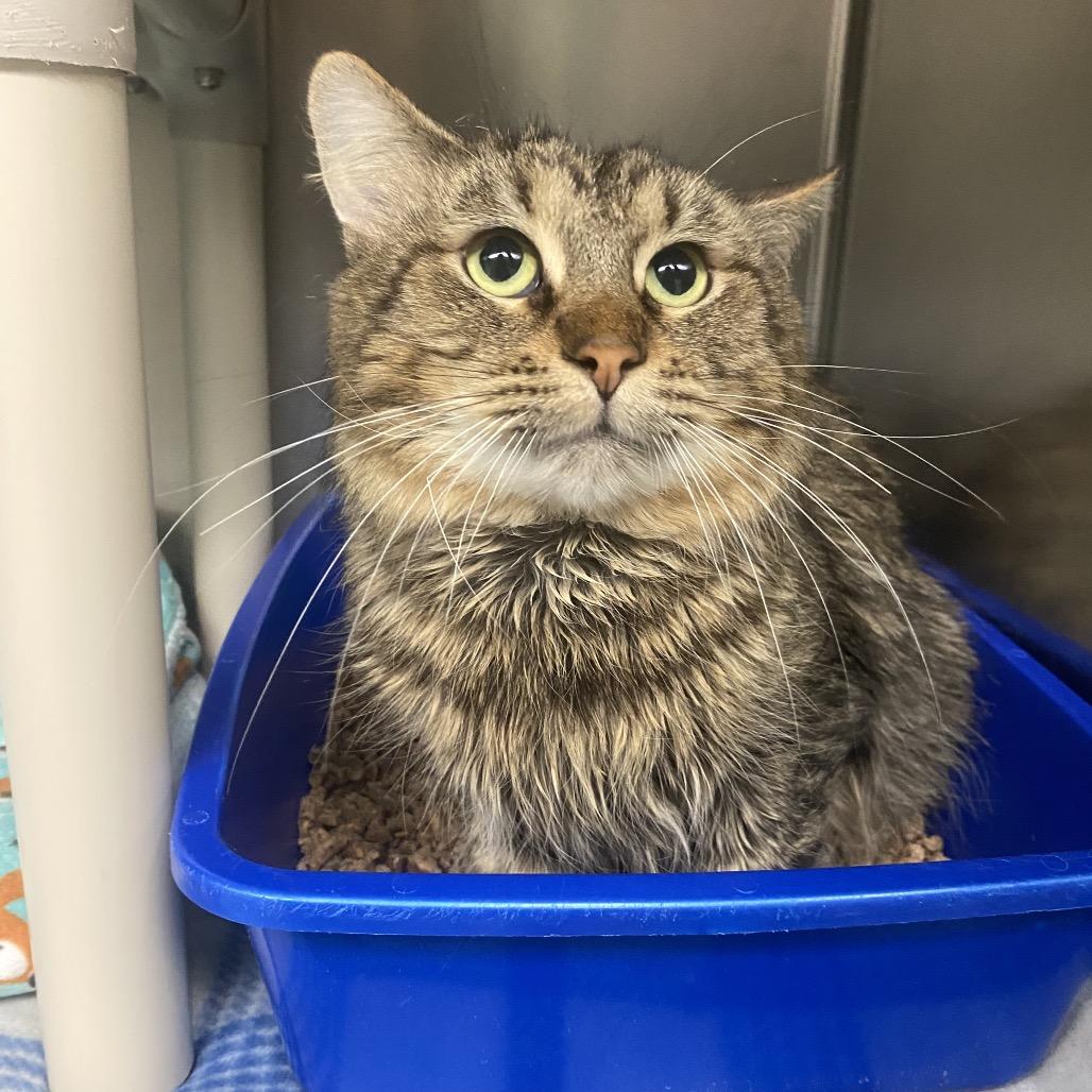 Topaz, Adoptable, Adult Male Domestic Long Hair.