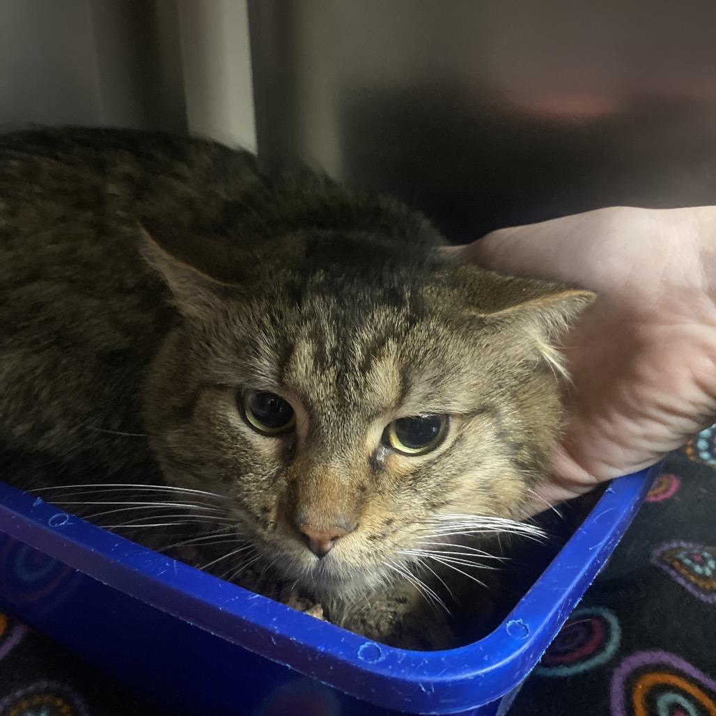 Topaz, Adoptable, Adult Male Domestic Long Hair.