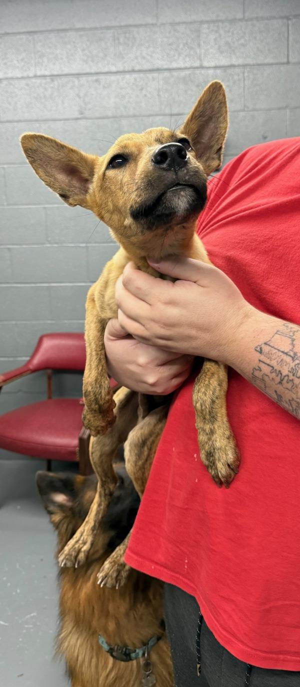 Dingo, Adoptable, Young Male Terrier.