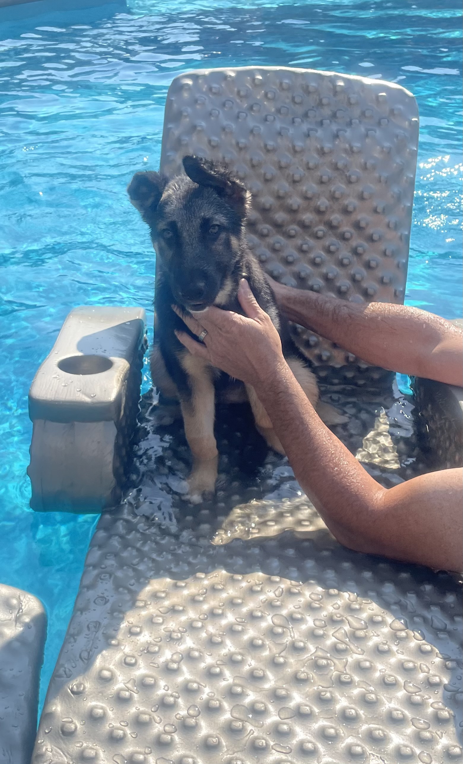 Enlarge ROXIE, a Adopted mixed breed in Port Hope, ON image 1/1