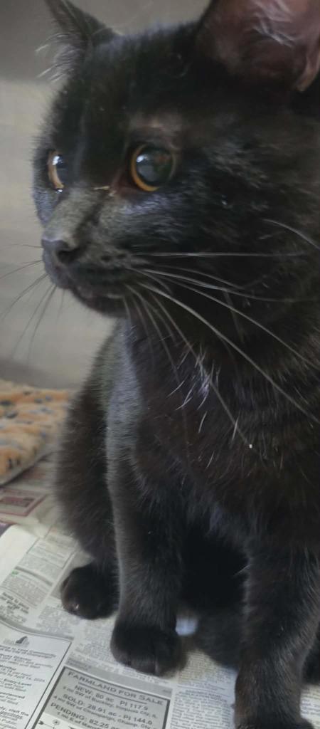 Onix, Adoptable, Kitten Male Domestic Short Hair.