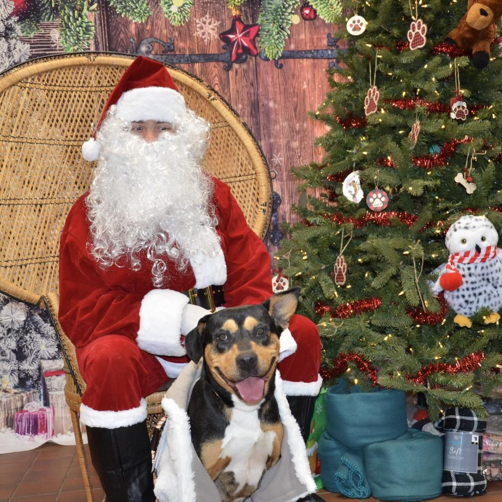 Gracie, Adoptable, Young Female Mixed Breed.