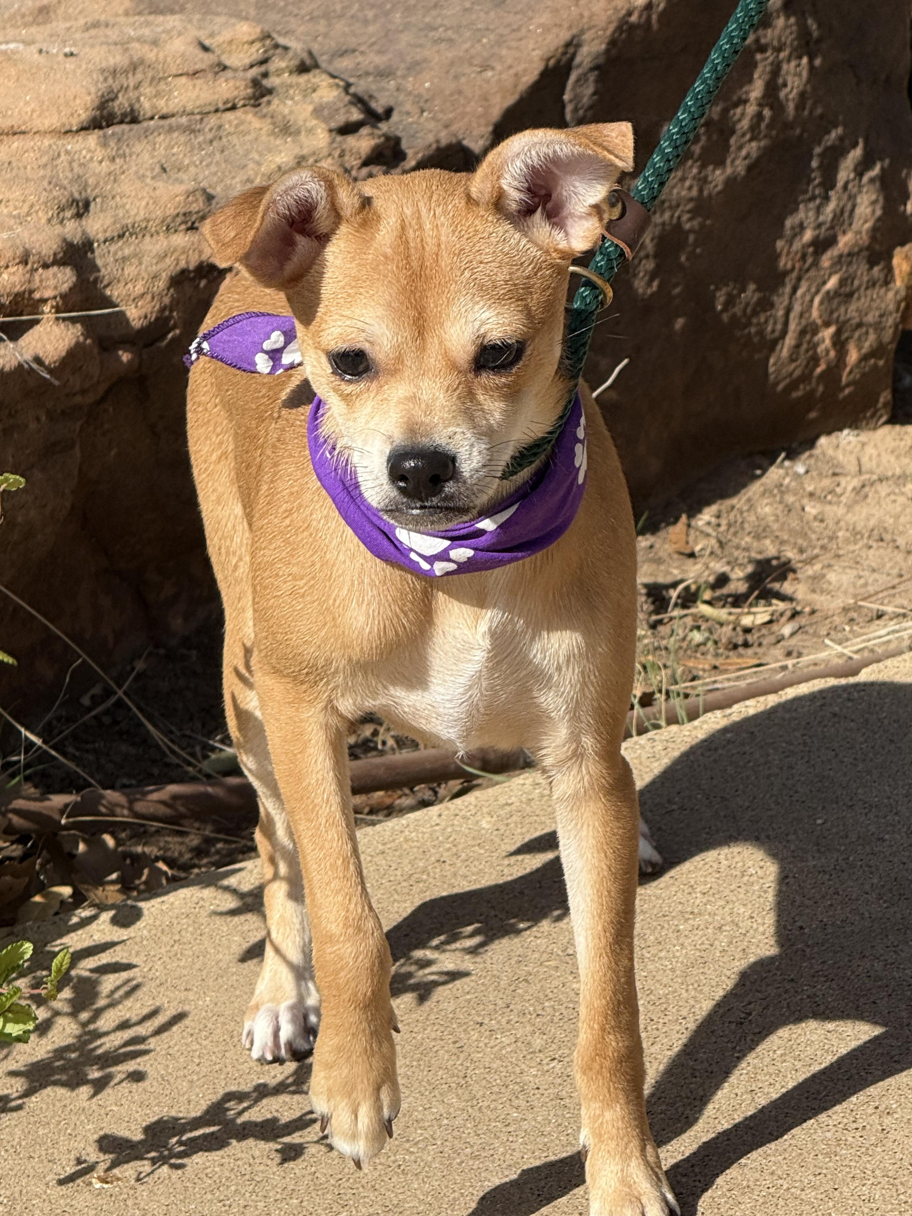 Enlarge HOLLI, an adopted mixed breed in Tacoma, WA image 2/6