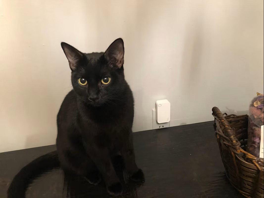 Enlarge Skye, a Adoptable Domestic Short Hair in Monrovia, CA image 1/3