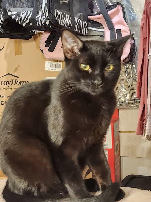 Enlarge Skye, a Adoptable Domestic Short Hair in Monrovia, CA image 2/3