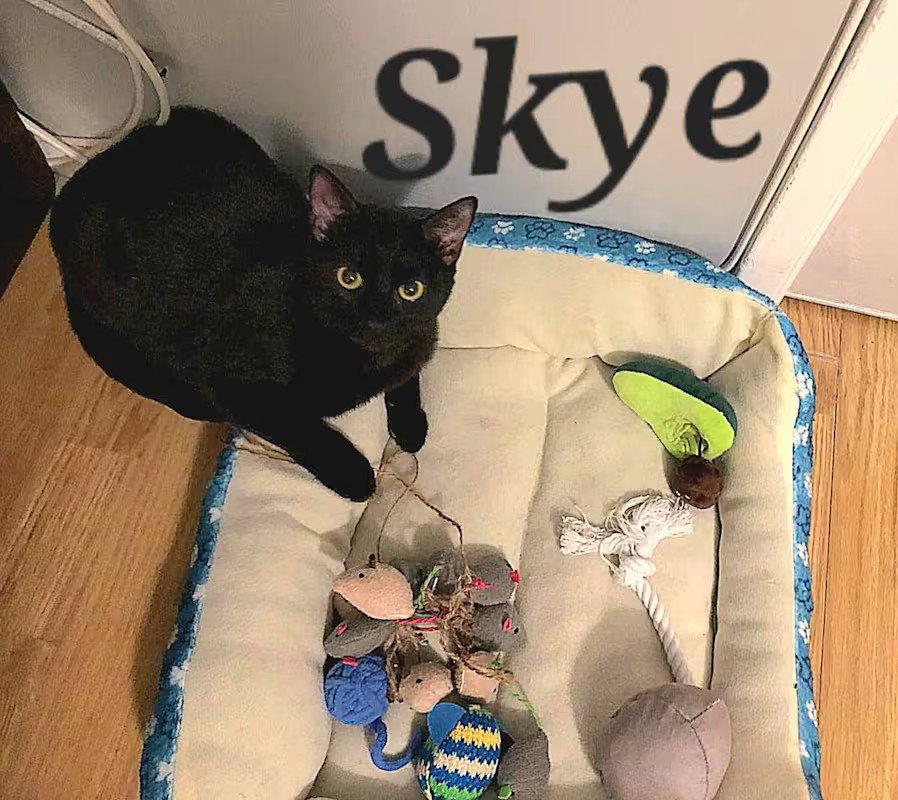 Skye, Adoptable, Adult Female Domestic Short Hair.