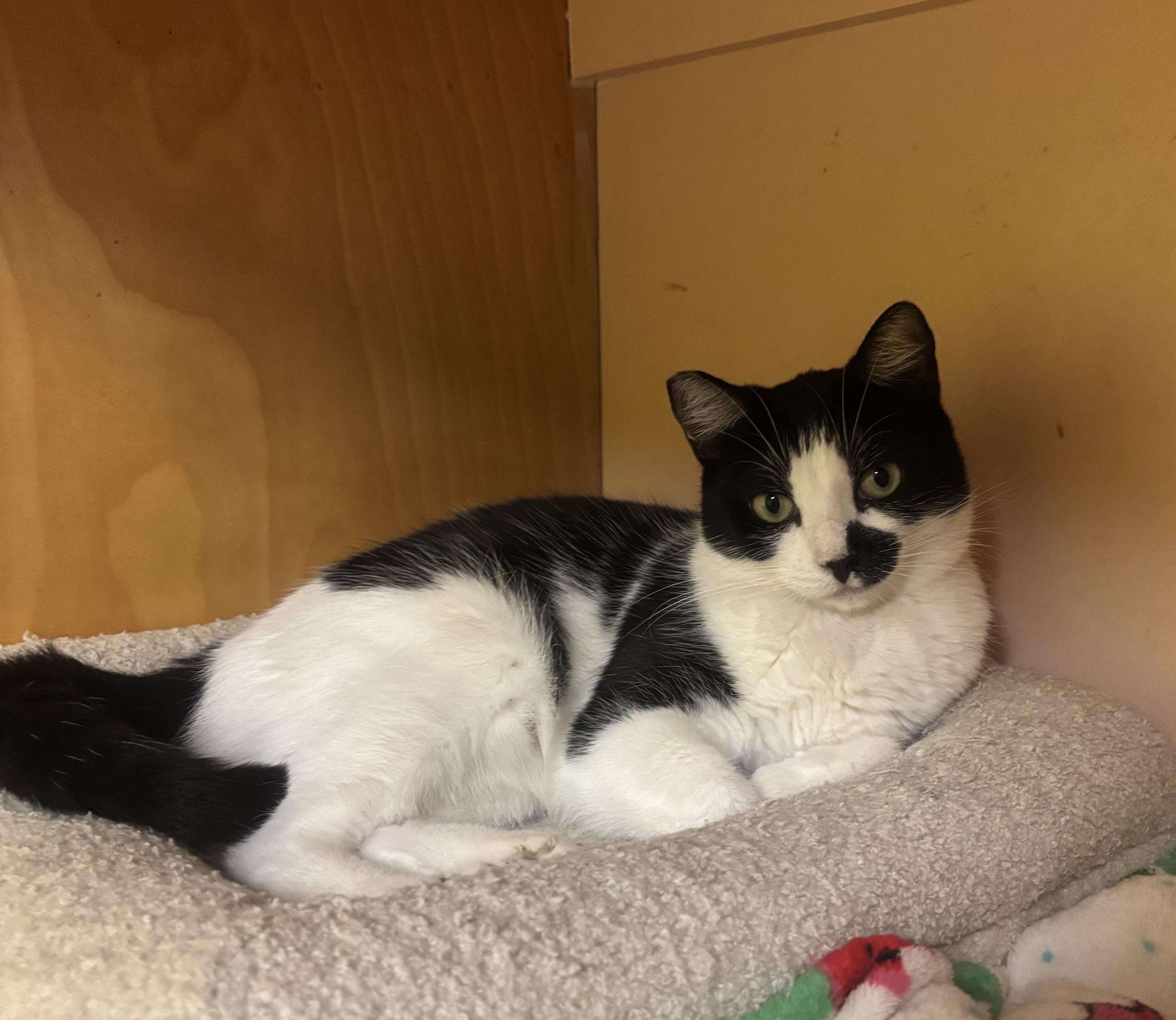 Sadie, Adoptable, Adult Female Domestic Short Hair.