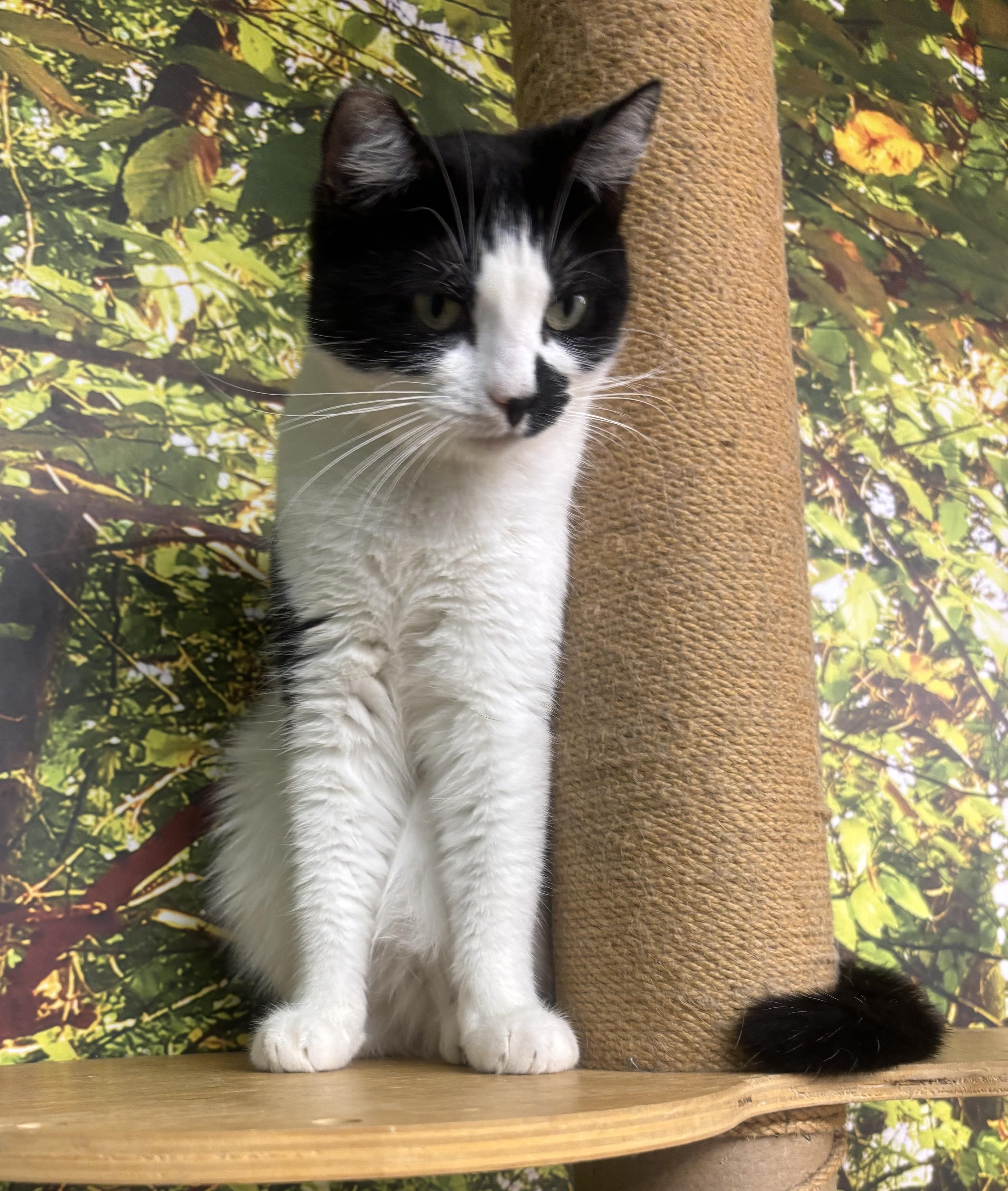 Sadie, Adoptable, Adult Female Domestic Short Hair.