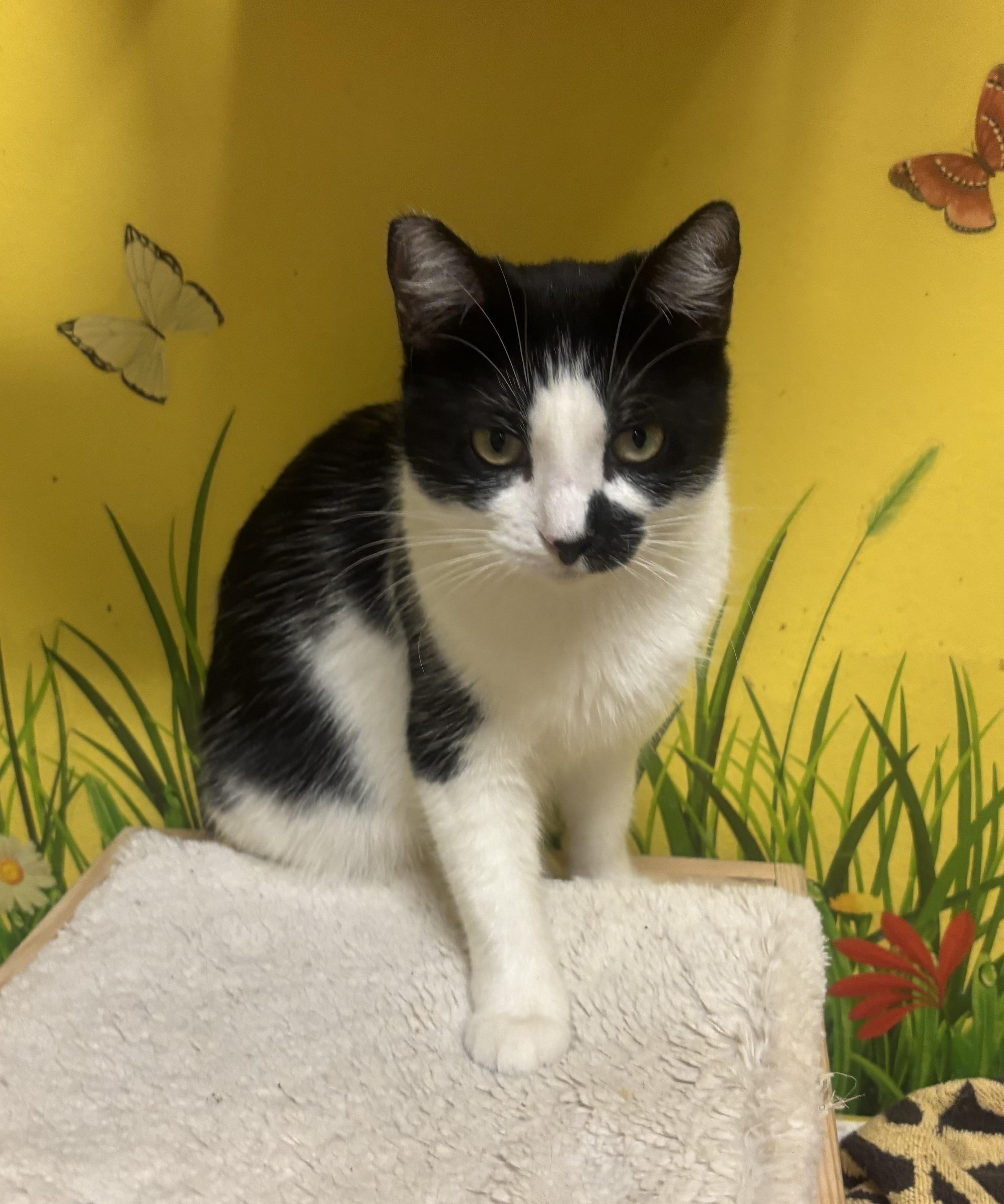 Enlarge Sadie, a Adoptable Domestic Short Hair in Whittier, CA image 3/4