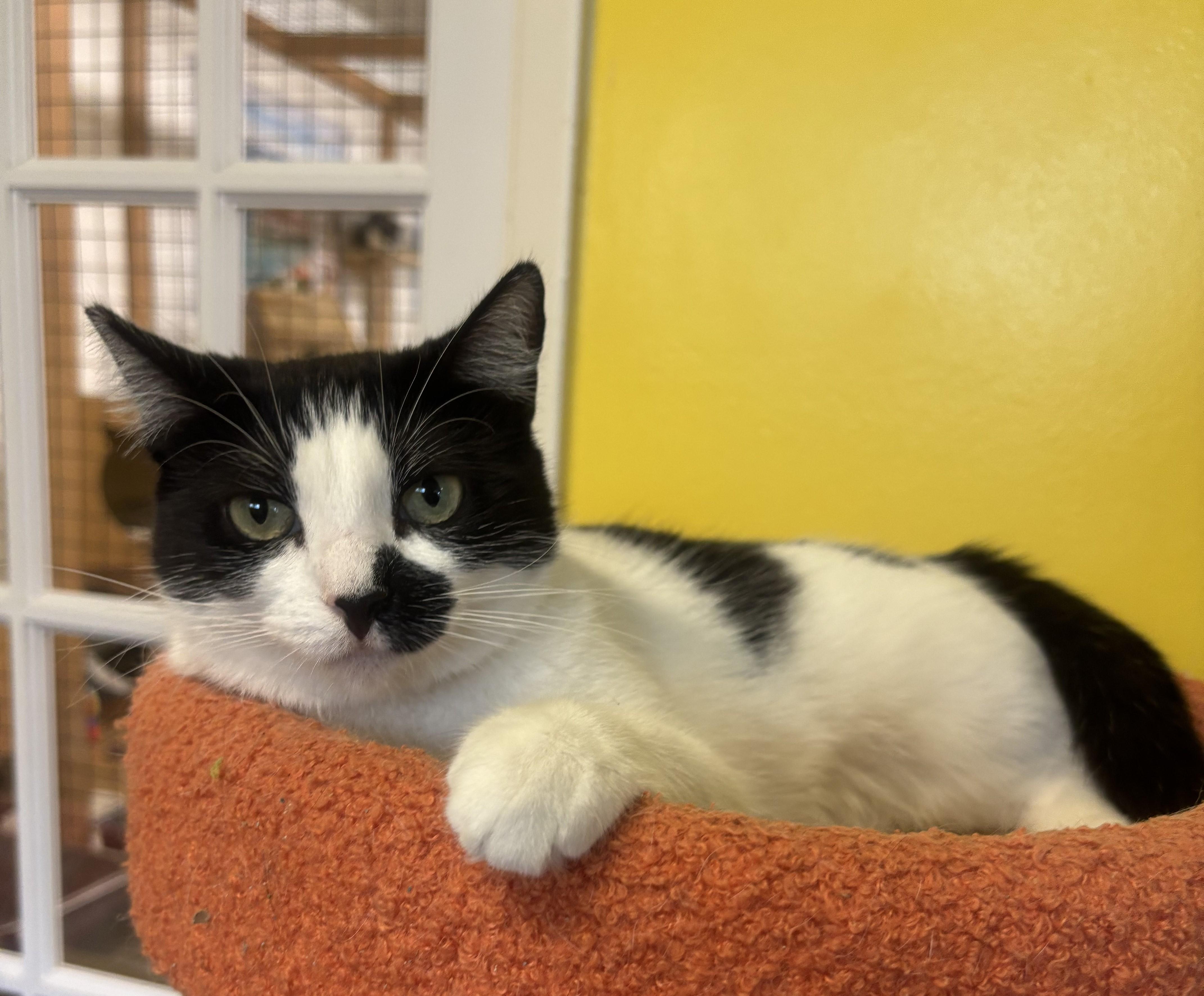 Enlarge Sadie, a Adoptable Domestic Short Hair in Whittier, CA image 2/4