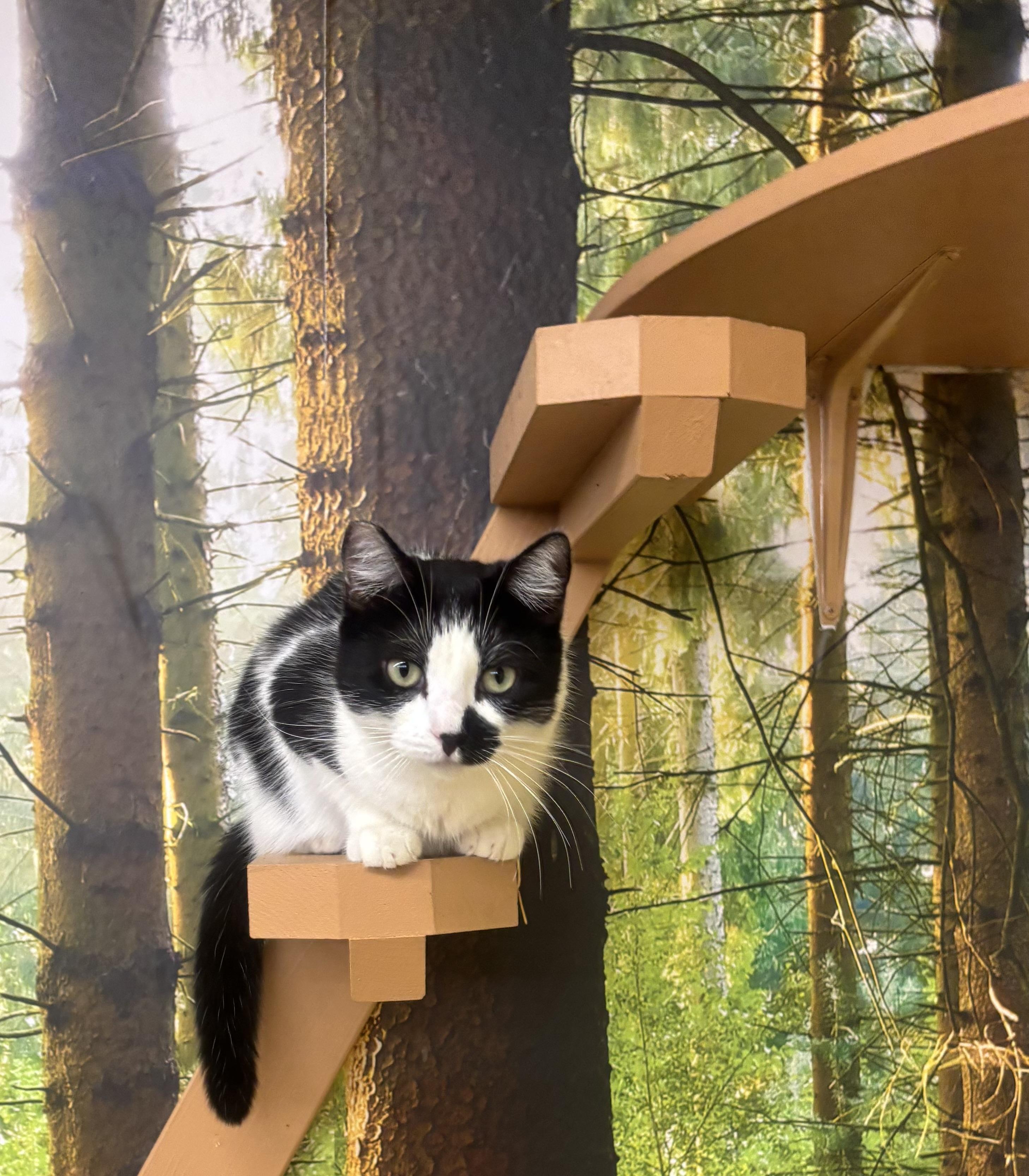 Enlarge Sadie, a Adoptable Domestic Short Hair in Whittier, CA image 2/6