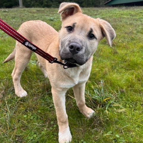 Hank, adopted, Puppy Male Belgian Shepherd / Malinois & American Bully.