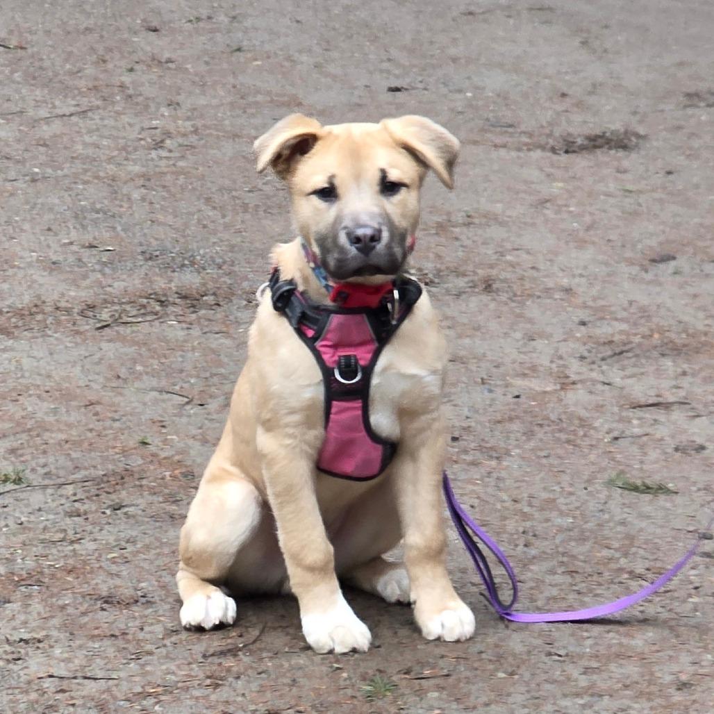 Enlarge Hank, an adopted mixed breed in Port Angeles, WA image 3/3