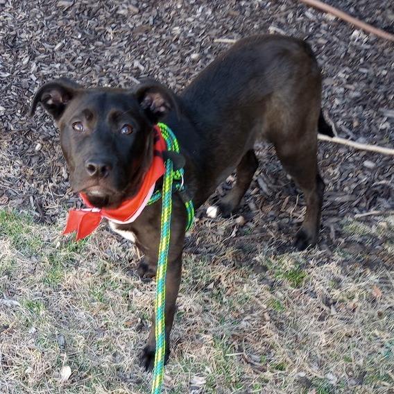 Charcoal, a Adoptable mixed breed in Columbia, MO image 1/4