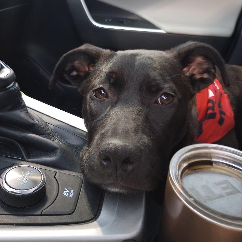 Charcoal, a Adoptable mixed breed in Columbia, MO image 2/4