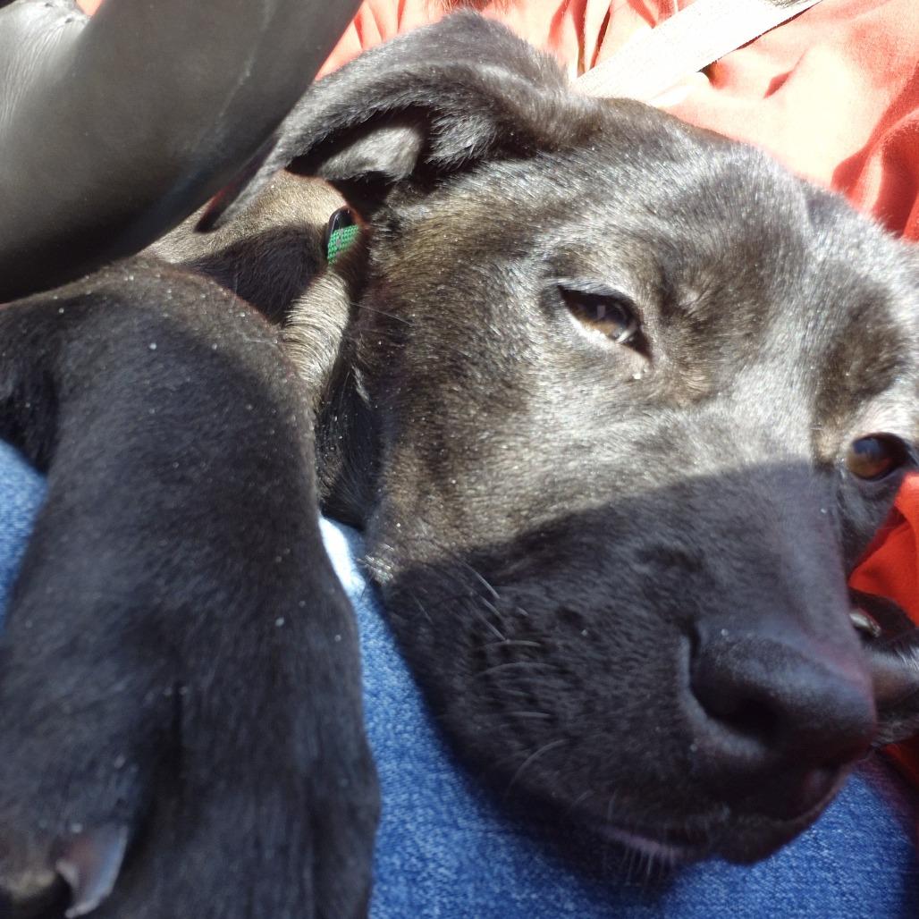 Charcoal, a Adoptable mixed breed in Columbia, MO image 3/4