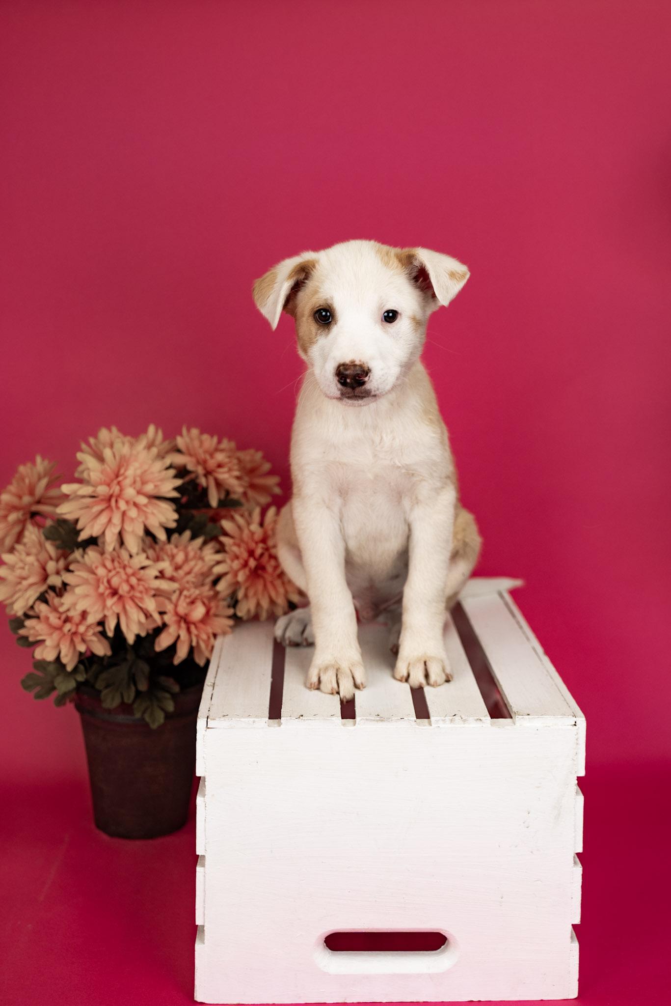 205-26, ADOPTABLE, Young Male Shepherd.