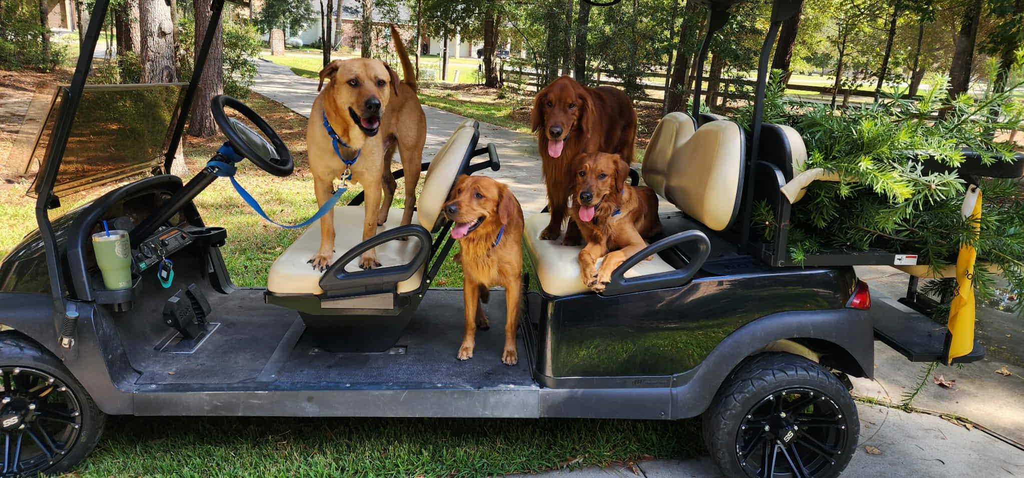 Enlarge Butters, a Adoptable mixed breed in Allentown, PA image 3/6