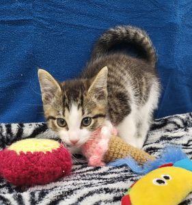 Pablo, a ADOPTABLE Domestic Short Hair in Bucyrus, OH image 2/3