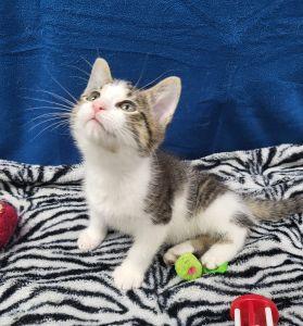 Pablo, a ADOPTABLE Domestic Short Hair in Bucyrus, OH image 3/3