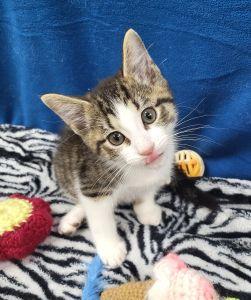 Pablo, ADOPTABLE, Young Male Domestic Short Hair.
