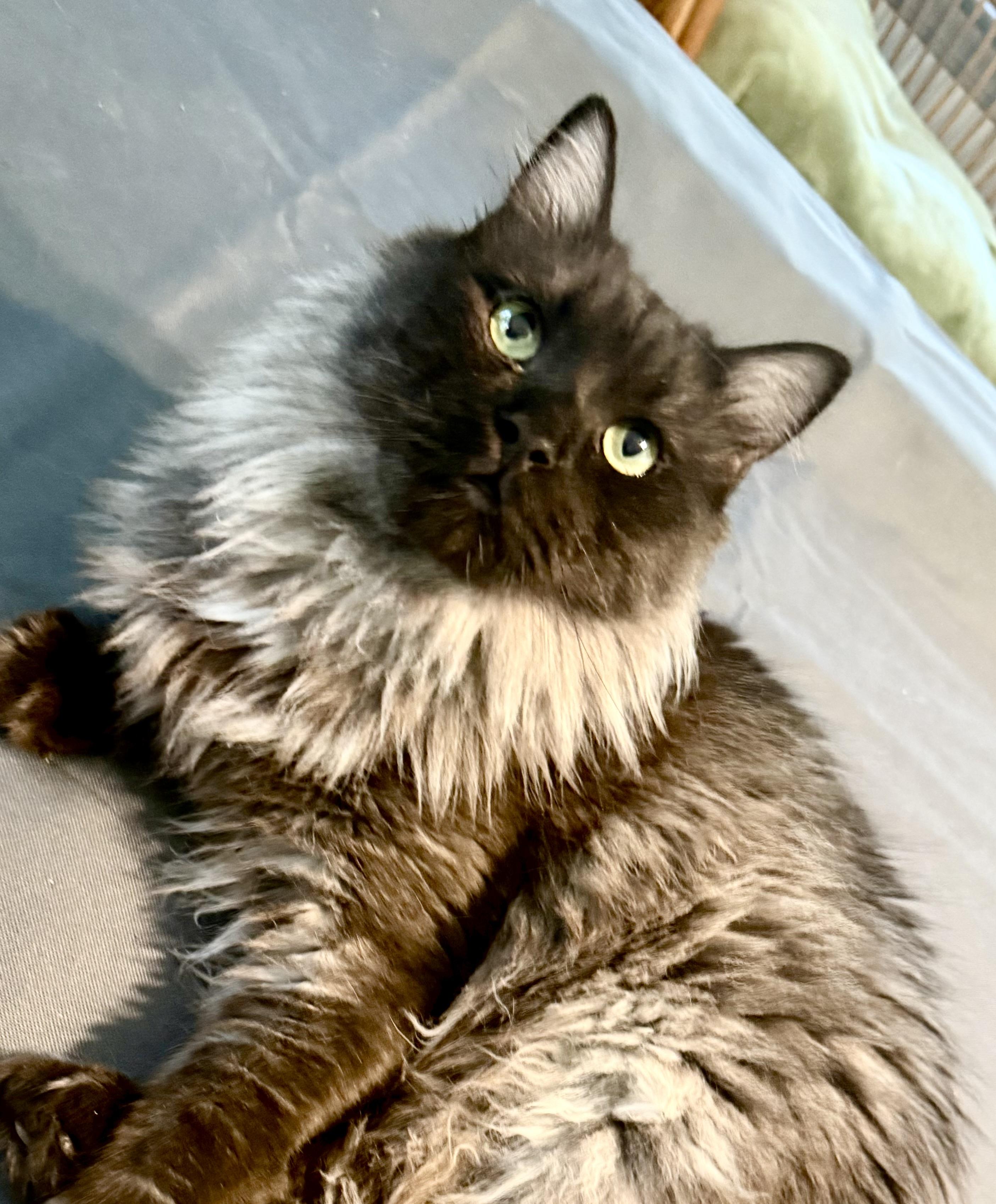 Majestic Leo 3