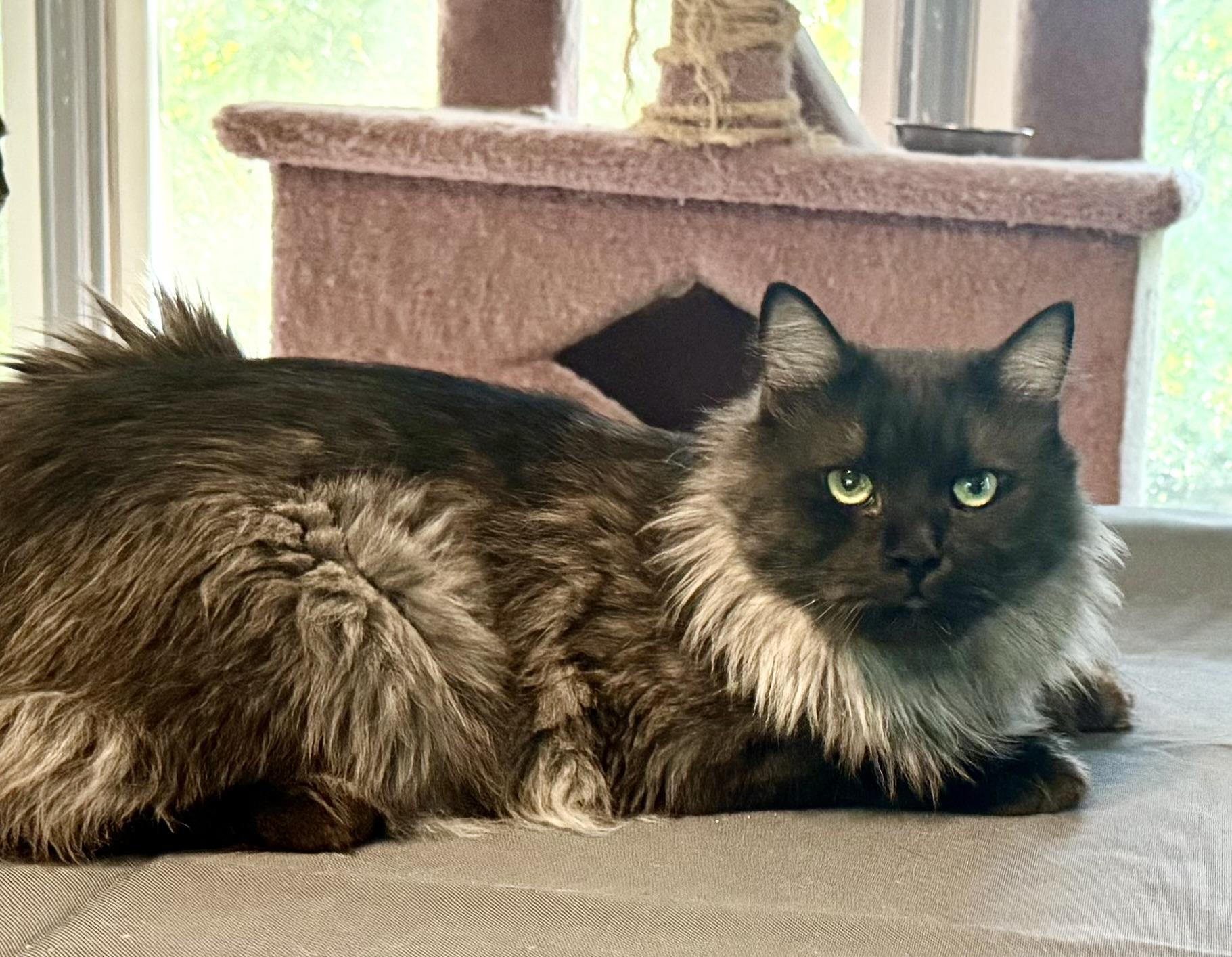 Majestic Leo