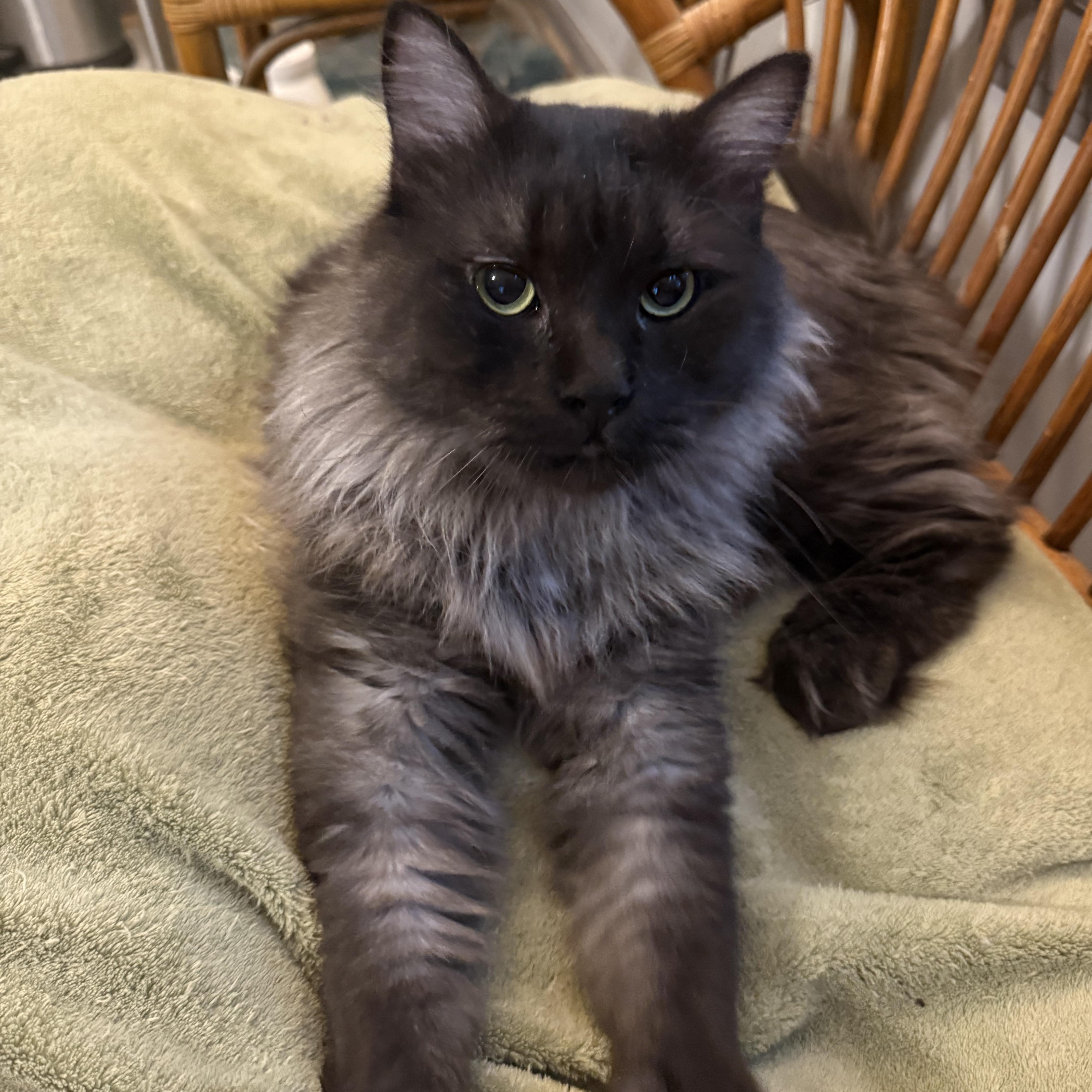 Majestic Leo 4