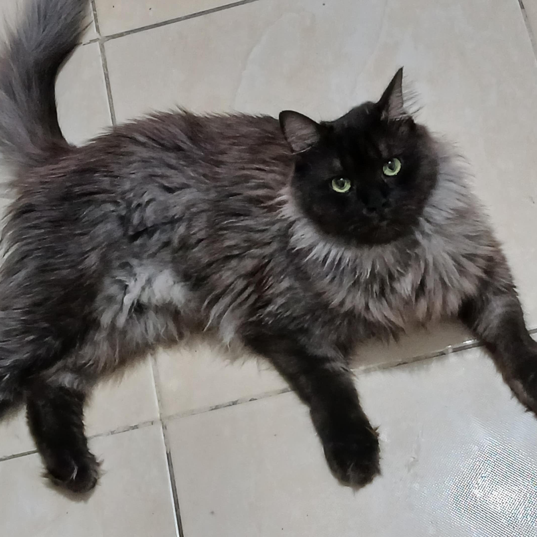 Majestic Leo 2