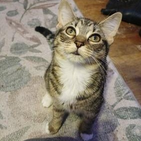 Enlarge Ezra , a ADOPTABLE mixed breed in Westland, MI image 1/2