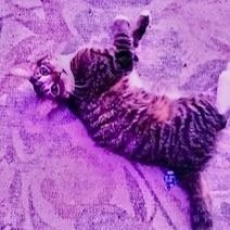 Enlarge Ezra , a ADOPTABLE mixed breed in Westland, MI image 2/2