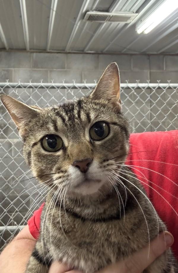 Momma, Adoptable, Adult Female Domestic Short Hair.