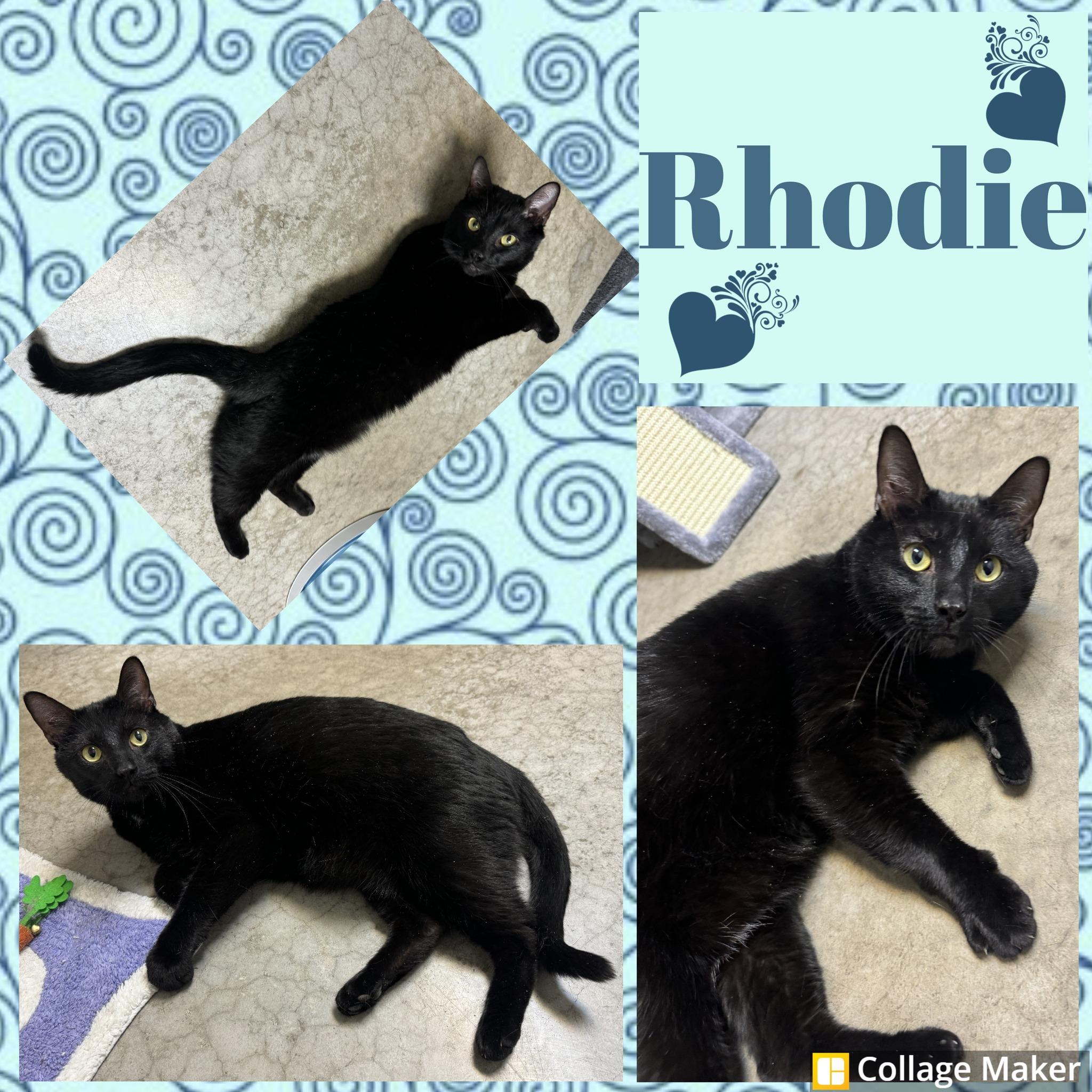 Rhodie, ADOPTABLE, Adult Male Domestic Short Hair.