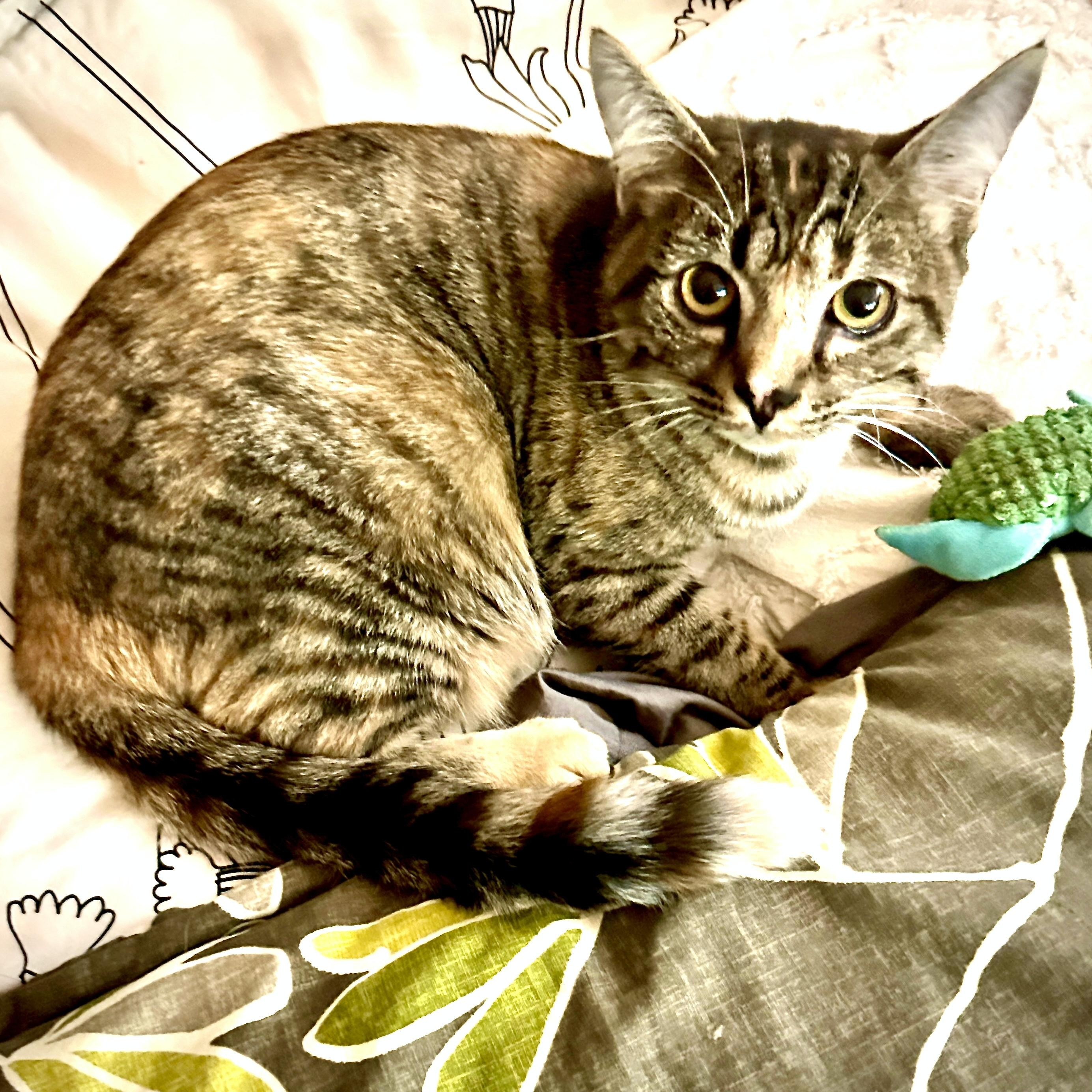 Goldie-s, Adoptable, Young Female Domestic Short Hair.