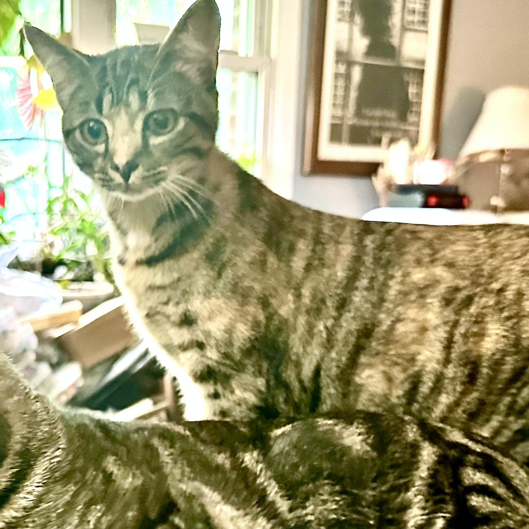 Enlarge Goldie-s, a Adoptable mixed breed in Sequatchie, TN image 2/6