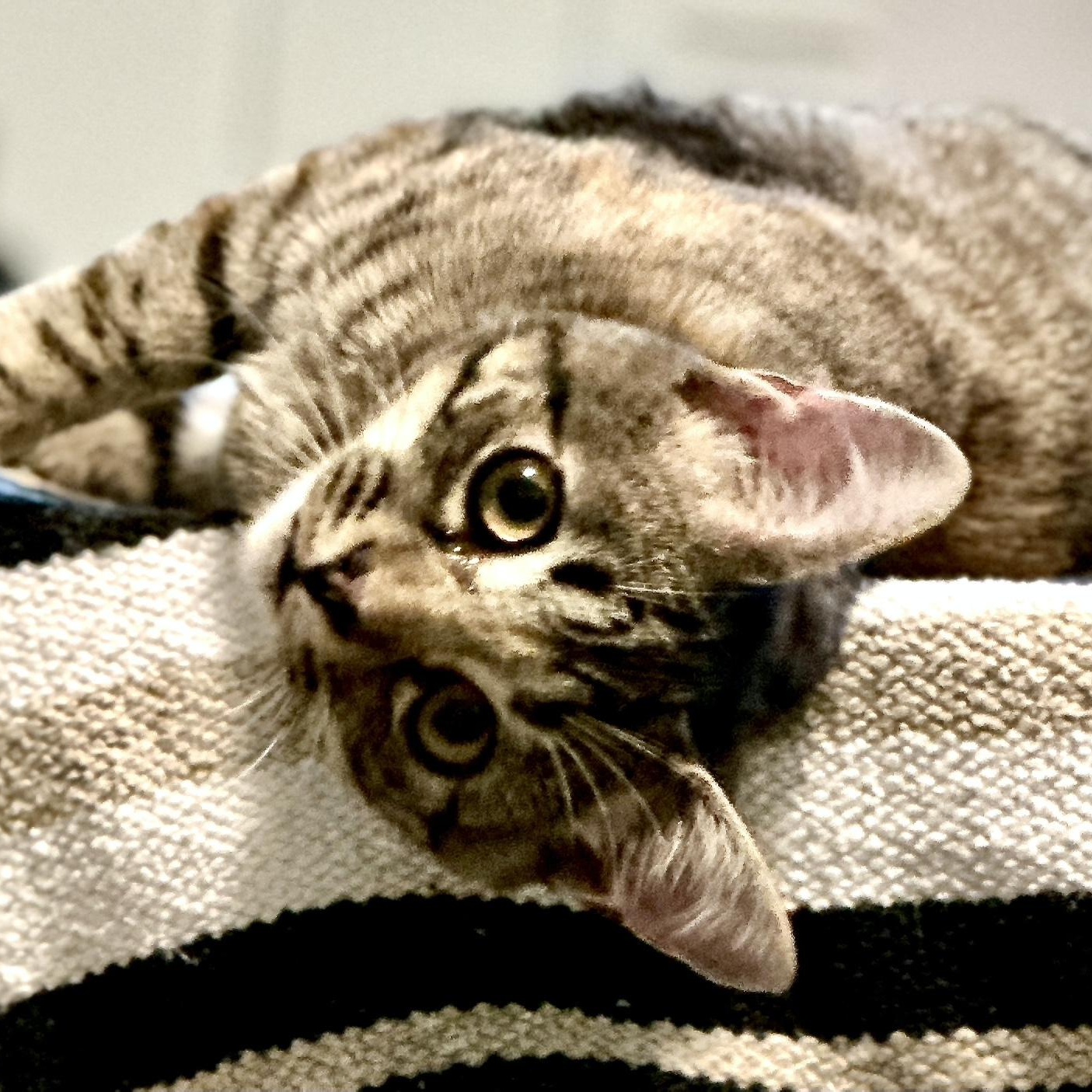 Enlarge Goldie-s, a Adoptable mixed breed in Sequatchie, TN image 3/6