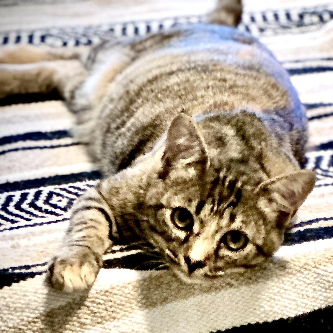 Enlarge Goldie-s, a Adoptable mixed breed in Sequatchie, TN image 4/6