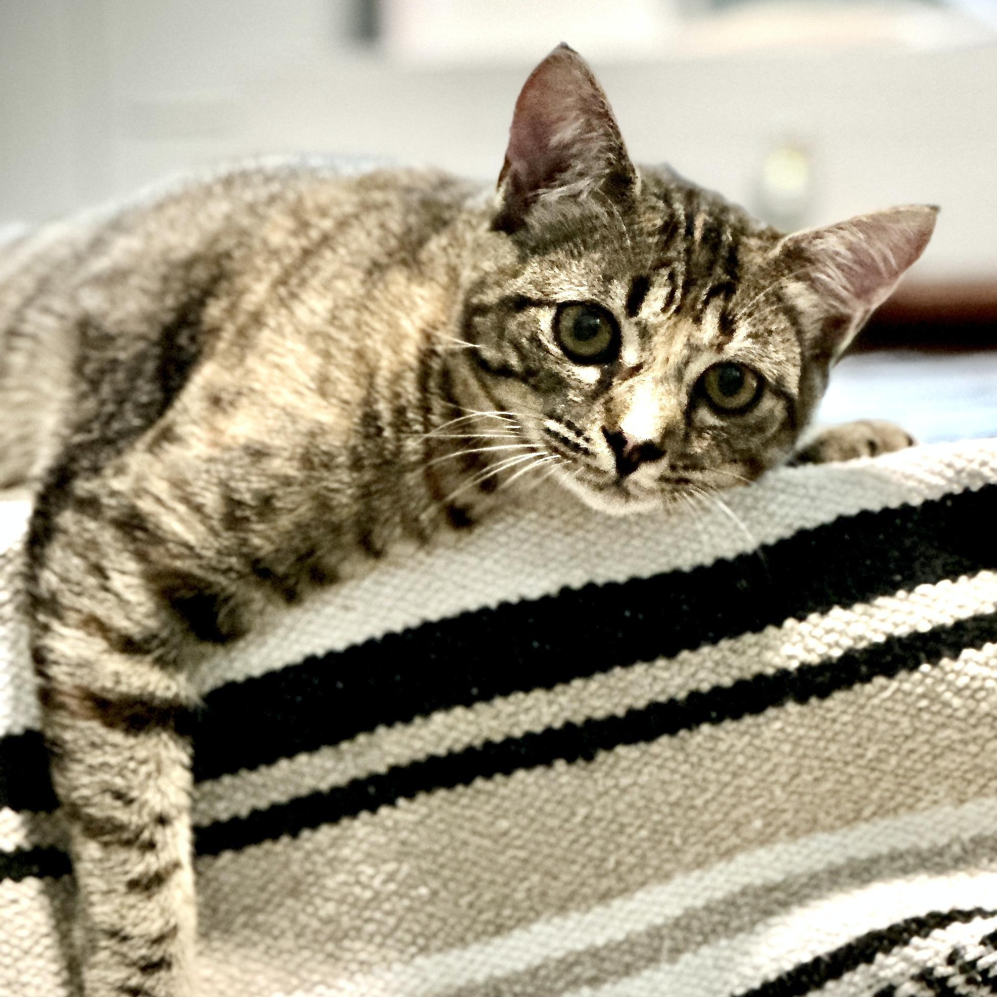 Enlarge Goldie-s, a Adoptable mixed breed in Sequatchie, TN image 5/6