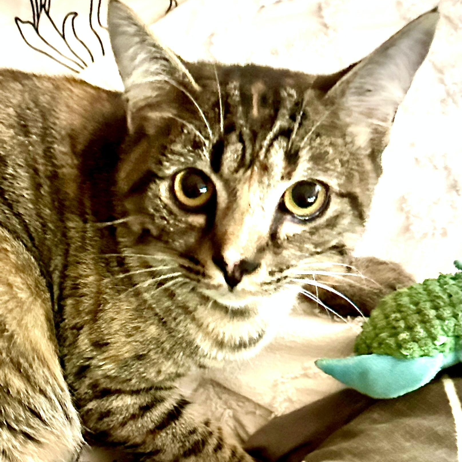 Enlarge Goldie-s, a Adoptable mixed breed in Sequatchie, TN image 6/6