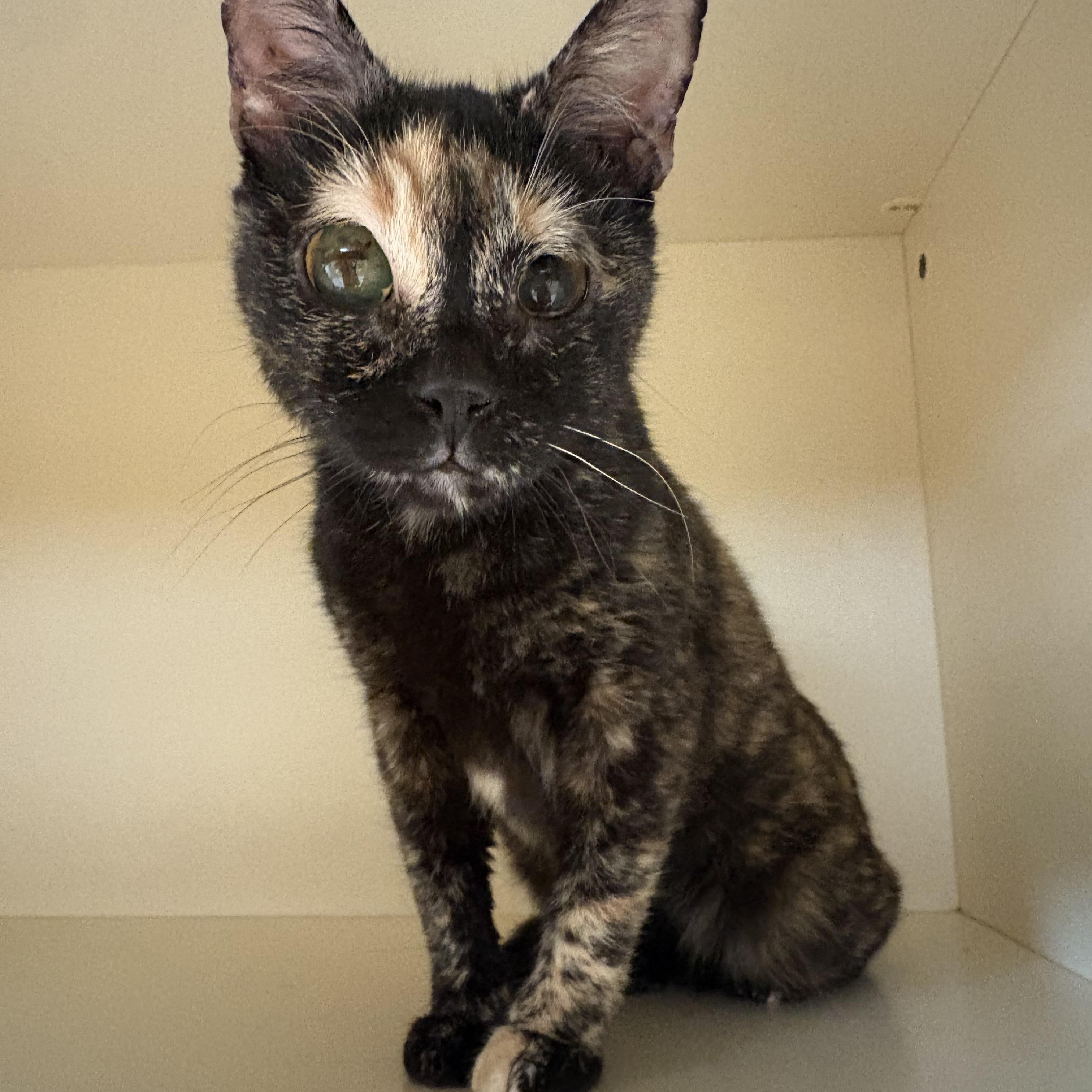 Whiskey, a ADOPTABLE mixed breed in Hays, KS image 5/6