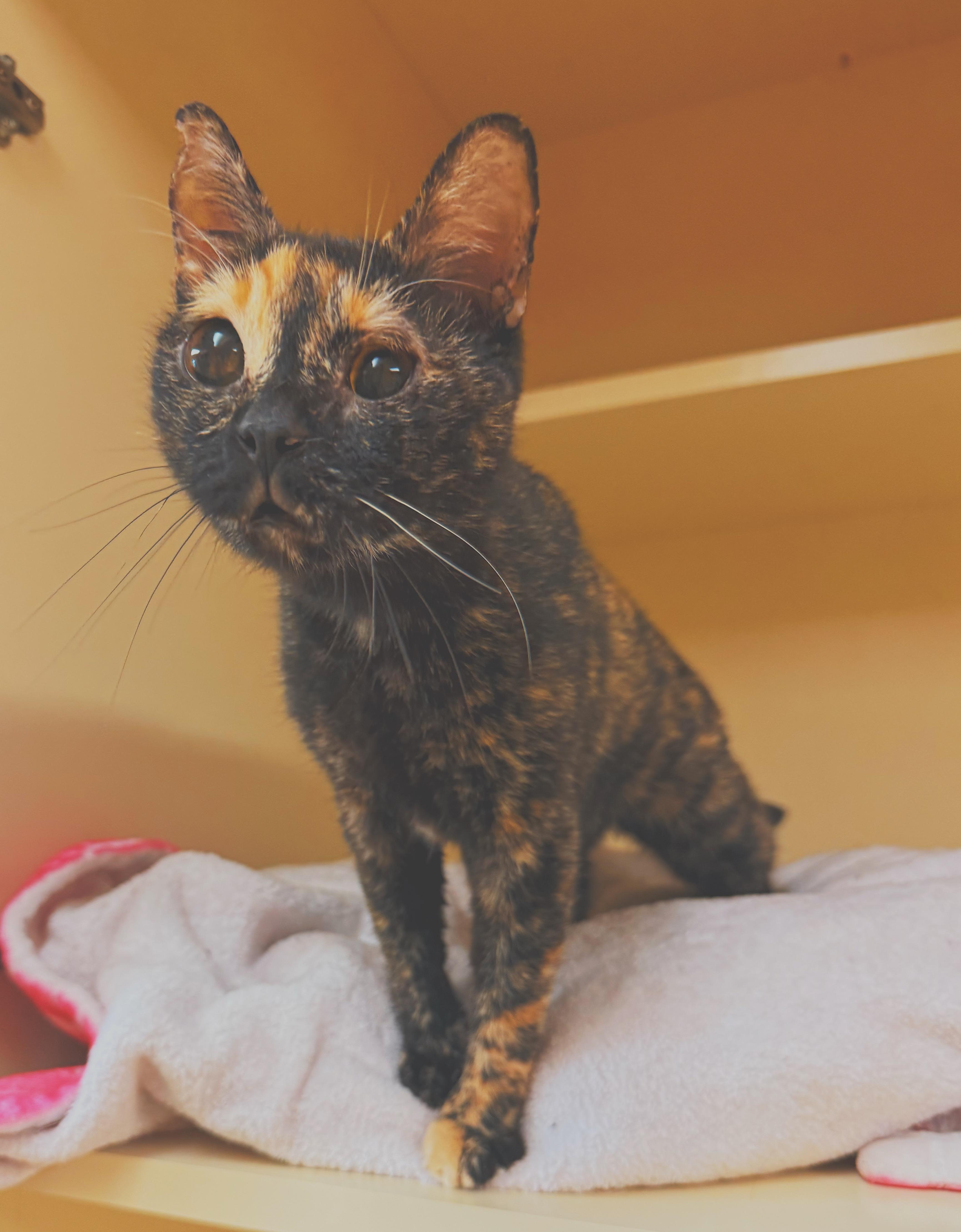Whiskey, a ADOPTABLE mixed breed in Hays, KS image 4/6