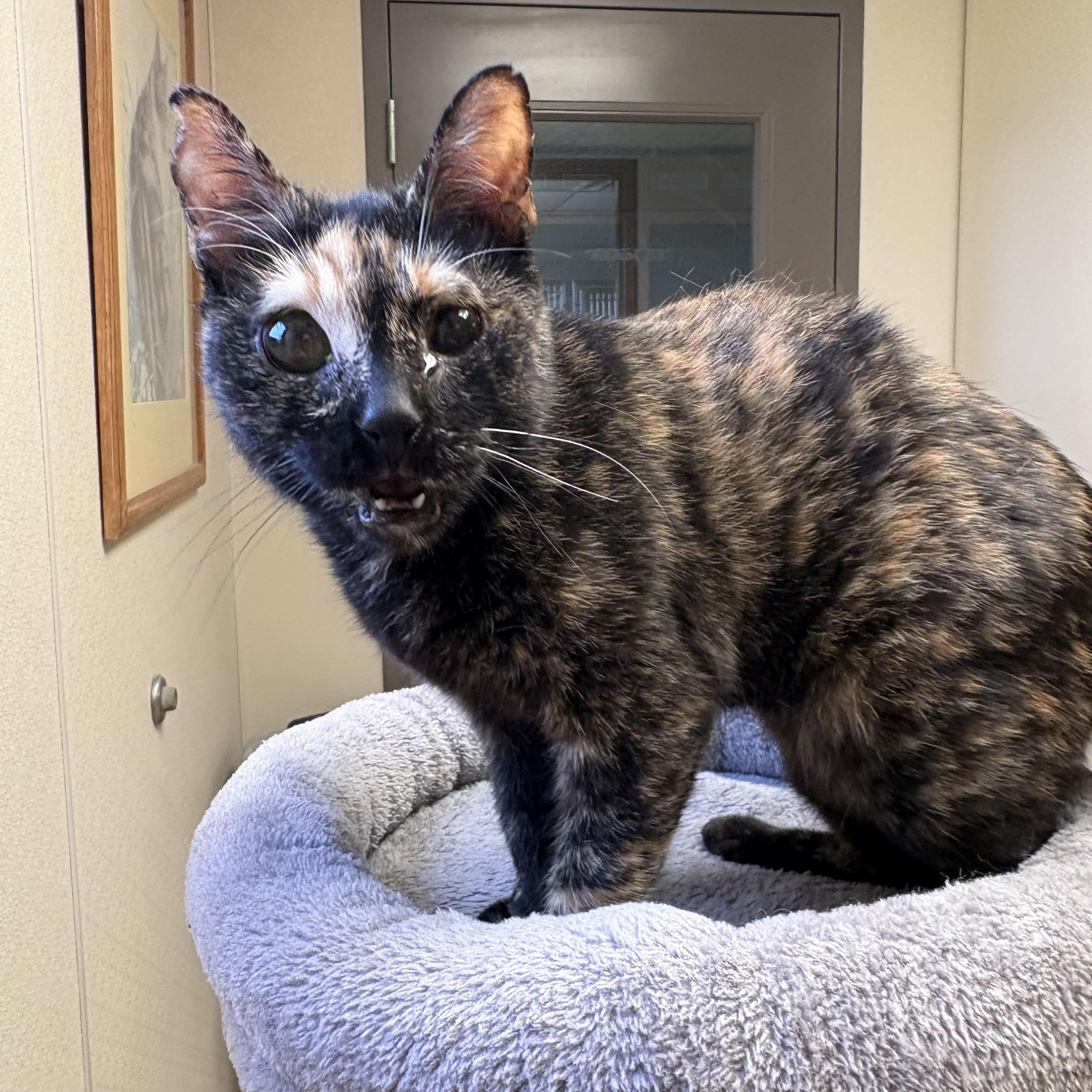 Whiskey, a ADOPTABLE mixed breed in Hays, KS image 6/6