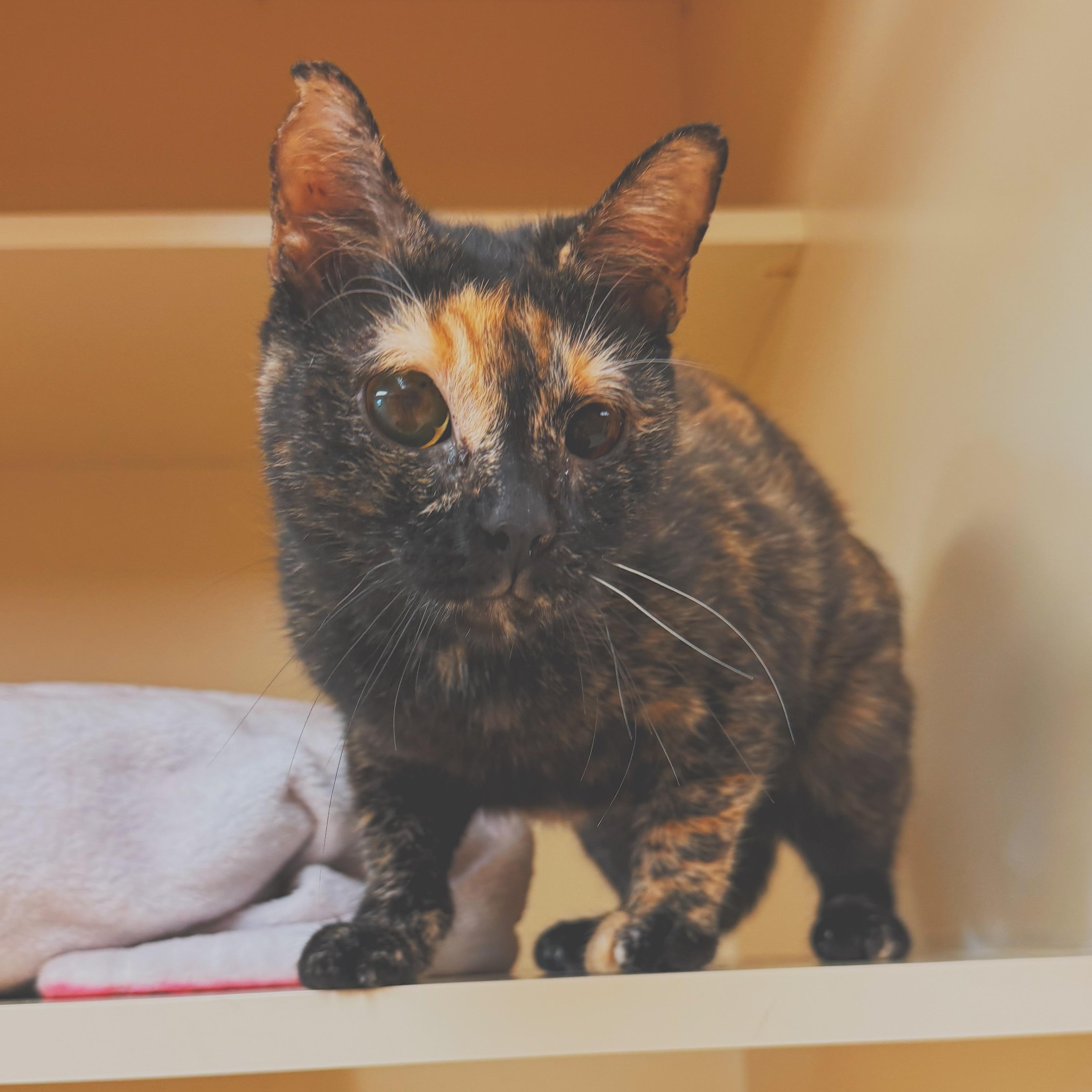 Whiskey, ADOPTABLE, Adult Female Domestic Short Hair.