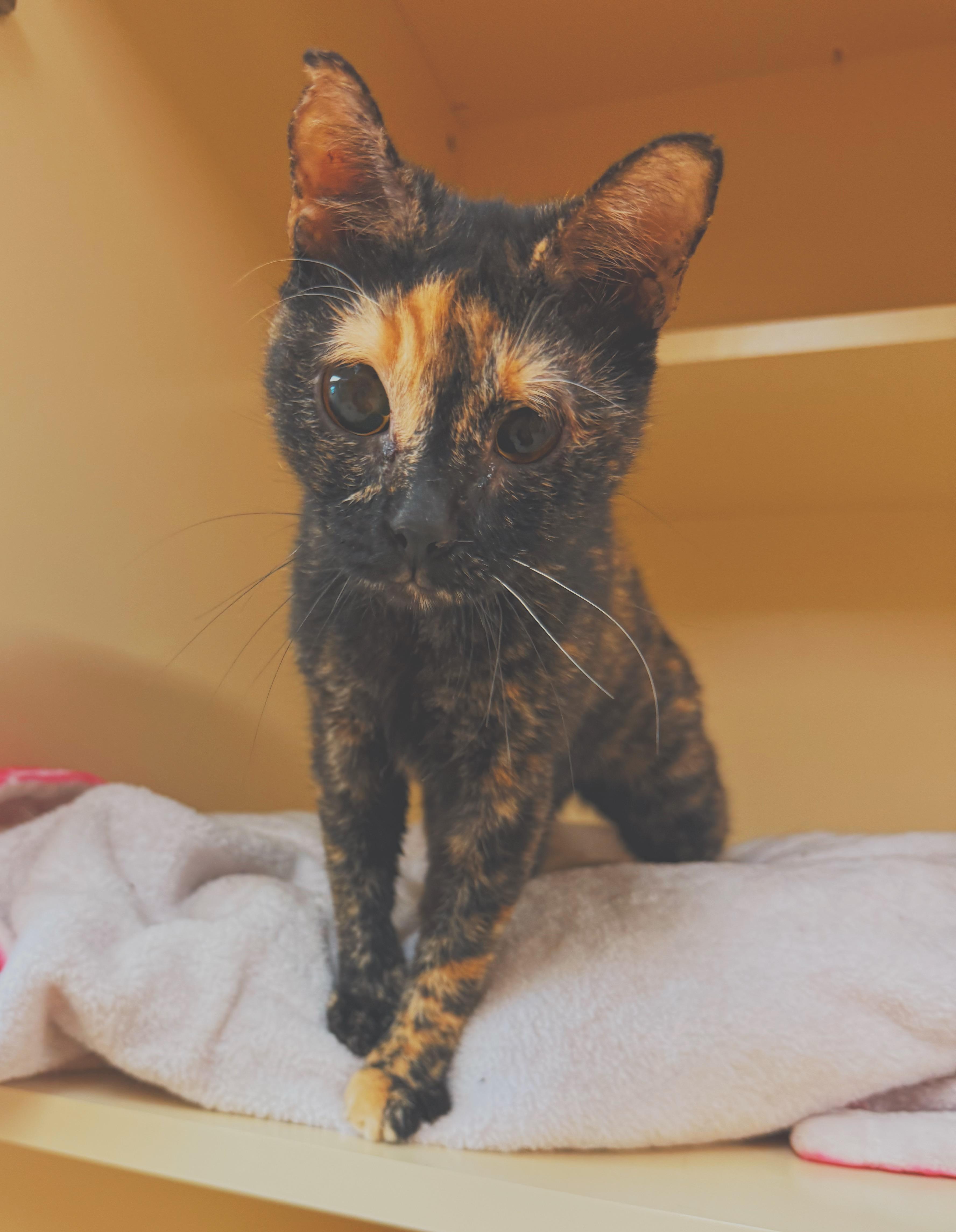 Whiskey, a ADOPTABLE mixed breed in Hays, KS image 2/6
